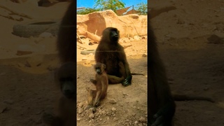 Baboon cute #shorts #cute #fanny