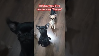 Мигель и его команда нервно курят в сторонке 🤣 #собака #любовь #топ #танцы #шортс #музыка