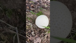 Маленькие головачи #головач #дождевик #грибы #mushroom