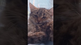 #reggaeton #musica #music #lyrics #видео #cat #лето #funny #cute #animals
