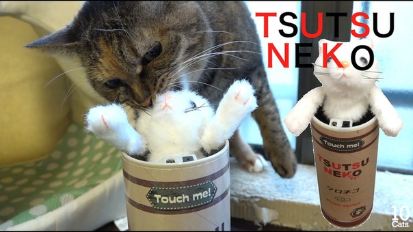 Funny Cats in Toy Hilarious