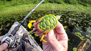 Do Bass Really Eat Turtles