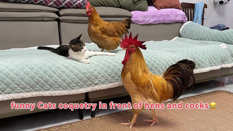 Rare Funny cats coquetry in front of hens and rooster and the hen