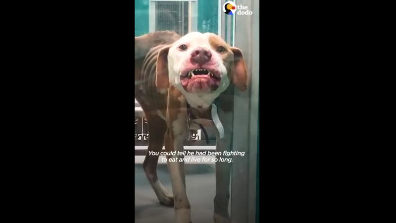 А ведь сначала собаку хотели усыпить. Радует, что есть люди