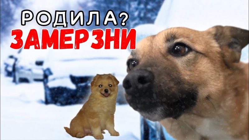 Собаку выволокли из машины на мороз с щенками,
