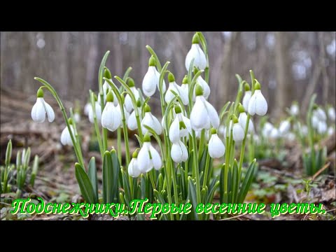 весенние моей