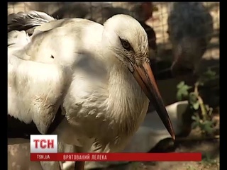 Пенсіонери з Черкащини врятували лелеченя, яке випало з гнізда