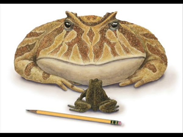 La ptite grenouille ( Grandes Chansons