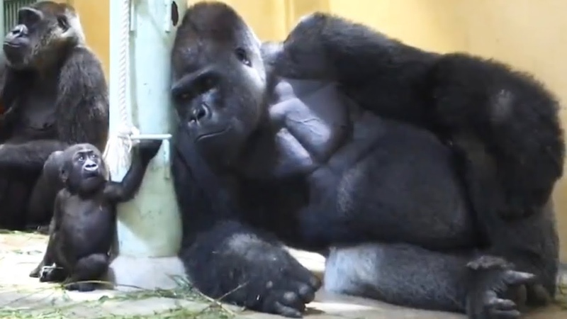 パパに遊びたいアピールする赤ちゃんを 優しく触る父ゴリラ Gorilla 京都市動物園