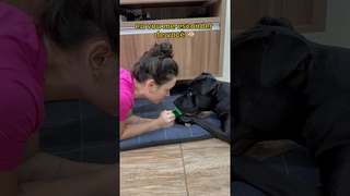 ME ESCONDI DO MEU PITBULL  brincando de esconde-esconde com cachorro #cachorro #pitbull #cachorros