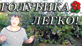 Всё о голубике за 12 минут! Самое важное и достаточное для надёжного получения урожая.