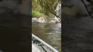 GIANT alligator was caught in line while eating a smaller gator  || Jacob Landry