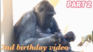 2歳の誕生日記念！キンタロウの成長記録 ２⭐️ゴリラ Gorilla【京都市動物ࢵ