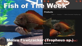 Moliro Firecracker (Tropheus sp.)🐟❤️ #imperialtropicals