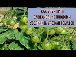 ПОДКОРМКА ПОМИДОР ВО ВРЕМЯ ЦВЕТЕНИЯ ДЛЯ УВЕЛИЧЕНИЯ  УРОЖАЯ. ГЛАВНЫЙ СЕКРЕТ СУПЕР УРОЖАЯ