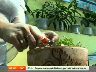 Дачная инспекция. Как спасти рассаду?