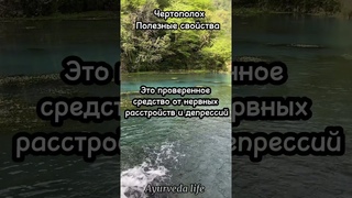 Чертополох, полезные свойства.