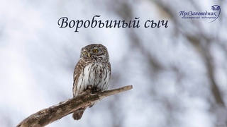 Знакомим с птицей. Воробьиный сыч