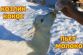 Козлик Кокос пьет молоко