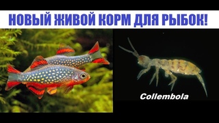 Кормление аквариумных рыбок ногохвостками (Collembola). Новый живой корм!