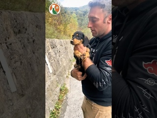 Unexpectedly encountered two dogs by the roadside #doglovers #pets #rescue